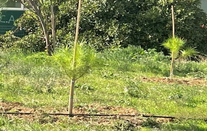 Δράση δεντροφύτευσης στο Πάρκο Κυκλοφοριακής Αγωγής