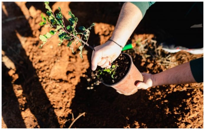 Κόρμπι Βάρης: Ραντεβού αναδάσωσης την Κυριακή 8 Μαρτίου
