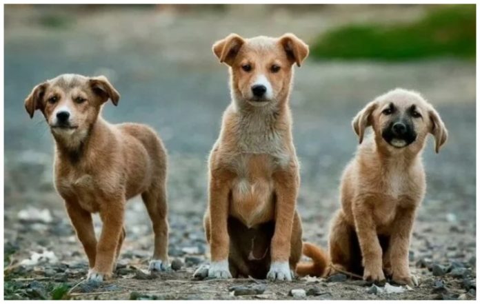 Βάρη: Ημέρα υιοθεσίας Σκύλου την Κυριακή 8 Μαρτίου