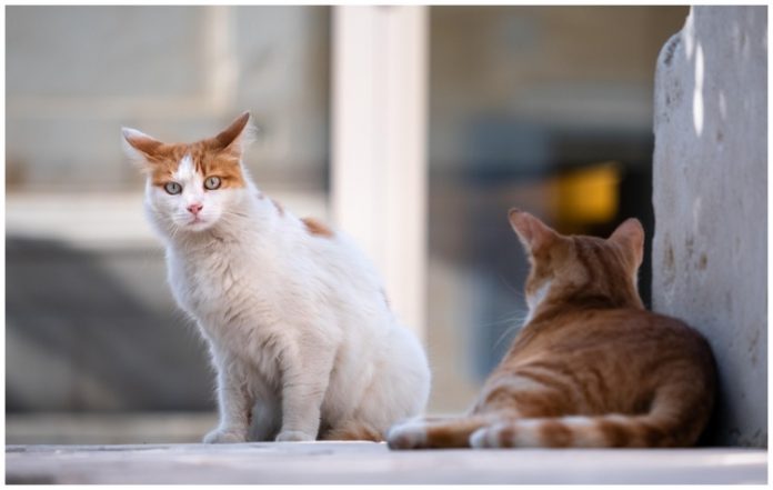 «Νοιάζομαι και Φροντίζω» για τα αδέσποτα στου Ζωγράφου