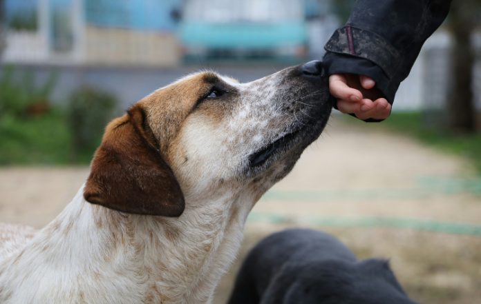 Βάρη: Ημέρα υιοθεσίας Σκύλου την Κυριακή 8 Μαρτίου