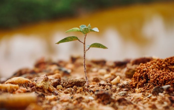 Δήμος ΒΒΒ: Νέα διπλή δεντροφύτευση σε Καβούρι και Βάρκιζα