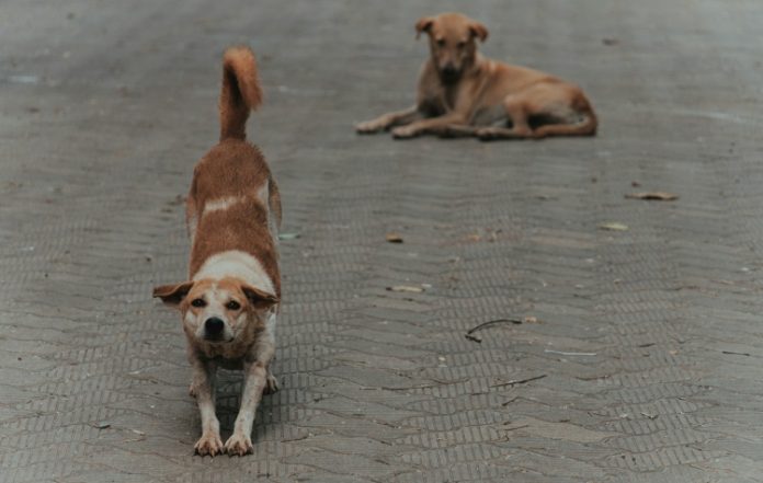 Ανοχιτό κάλεσμα της Φιλοζωικής Παρέμβασης Ελληνικού-Αργυρούπολης