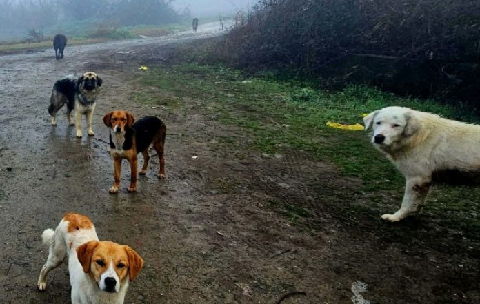 Στην φιλοζωική ημερίδα της Νέμεσις ο Δήμος Βύρωνα