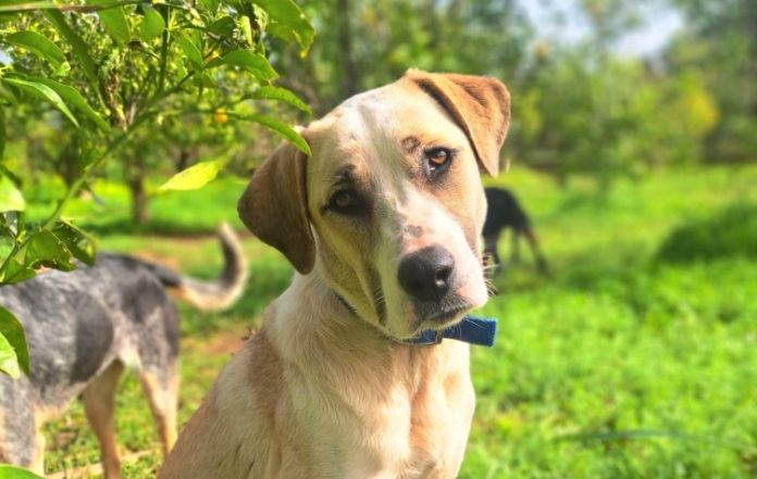 Γιορτή υιοθεσίας αδέσποτων στο Athens Metro Mall