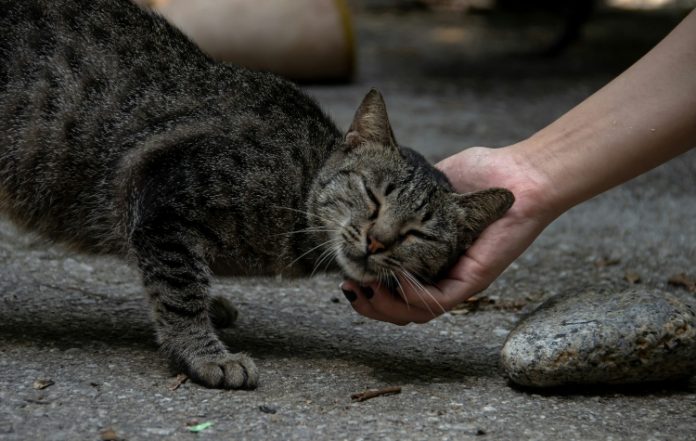 Ο Δήμος Παλαιού Φαλήρου διοργανώνει Ημέρα Υιοθεσίας Γάτας