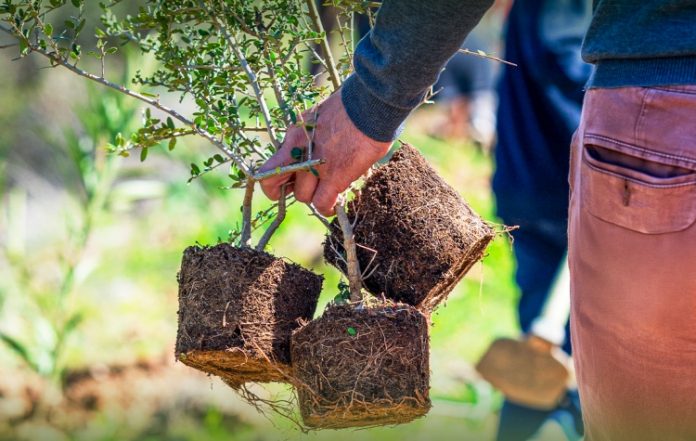 Με περισσότερα από 1000 δενδρύλλια η μεγάλη δεντροφύτευση στο Καβούρι