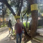 Μέτρα προστασίας των πεύκων από τις κάμπιες σε διάφορα σημεία του Δήμου