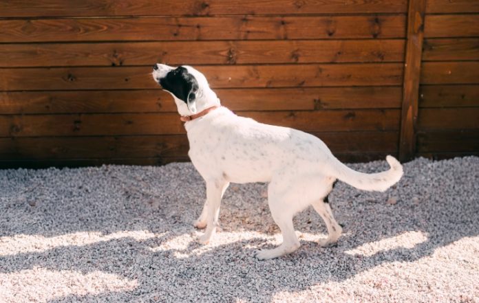 ΣΠΑΖ: Ημέρα Υιοθεσίας στη Γλυφάδα