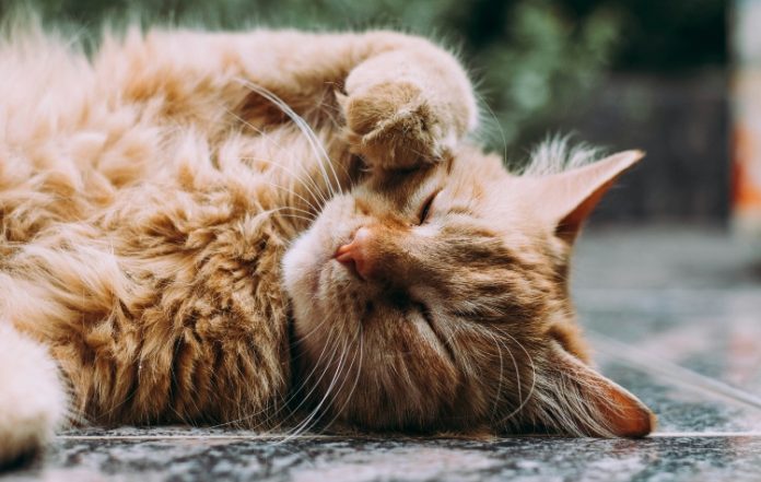 Πλήθος συμμετοχών στην Ημέρα Υιοθεσίας Αδέσποτων Ζωών, στον Φλοίσβο