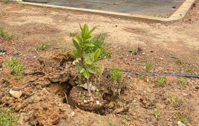Ενίσχυση πρασίνου στο Πάρκο Ανάληψης με νέες φυτεύσεις
