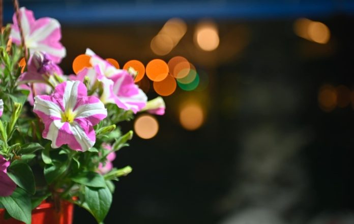 Ξεκινά η 35η Ανθοκομική Έκθεση Βάρκιζας από 25 Απριλίου