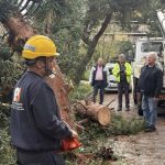 Απομάκρυνση πεσμένου δέντρου στο Παλαιό Φάληρο