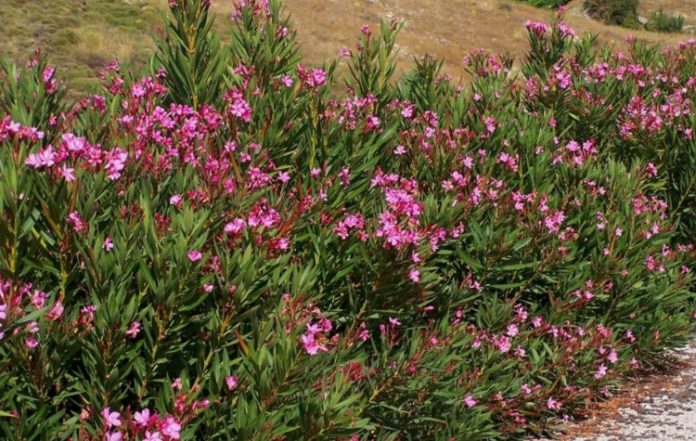 Δήμος Ηλιούπολης: Ενημέρωση για την πικροδάφνη