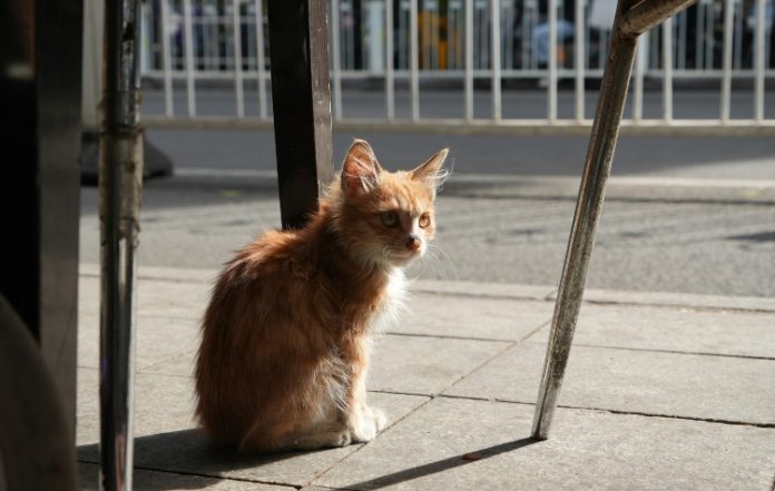 Καισαριανή: Ραντεβού στο Δημαρχείο για τα αδέσποτα της πόλης