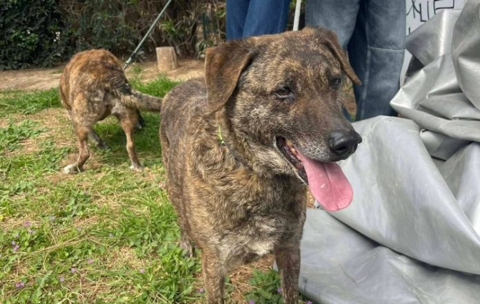 «Πόλεμος» Δήμου και εθελοντών για τα αδέσποτα