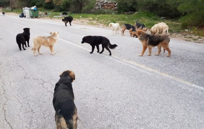 Αγέλες αδέσποτων: Άκαρπη μέχρι... νεωτέρας η σύσκεψη τεσσάρων Δήμων - Περιφέρειας