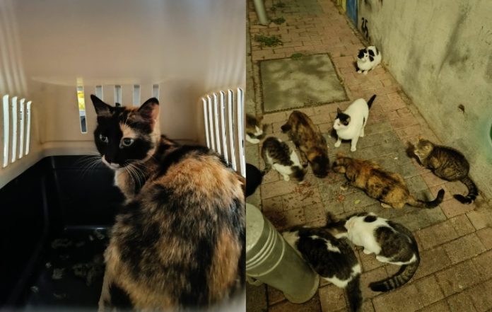 Γάτες σε... τροχιά φροντίδας από τους Φιλόζωους Εθελοντές Δάφνης – Υμηττού